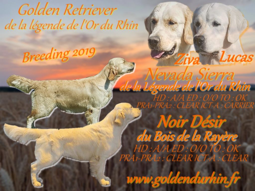 de la Légende de l'Or du Rhin - Golden Retriever - Portée née le 06/11/2019